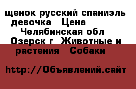 щенок русский спаниэль девочка › Цена ­ 6 000 - Челябинская обл., Озерск г. Животные и растения » Собаки   